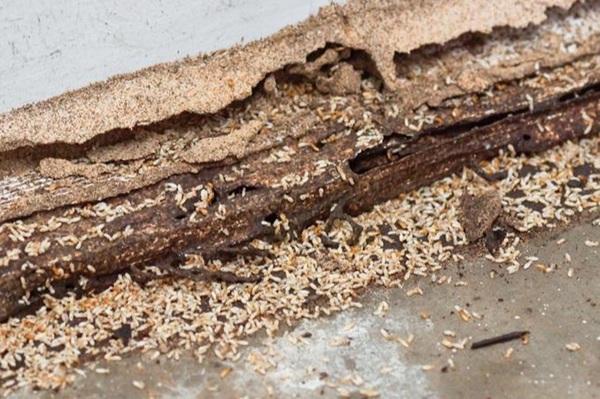 Cockroach Control